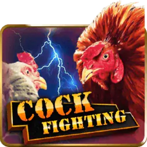 Cock Fight PHI